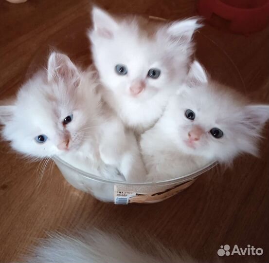 Котики