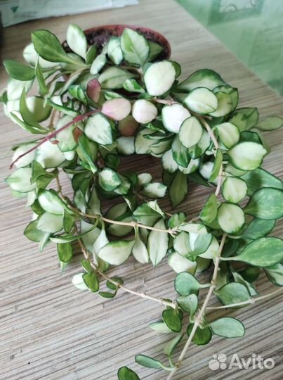 Хойи- срезкой