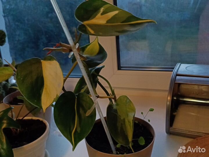 Филодендрон Бразил