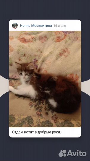 Кошка в дар бесплатно
