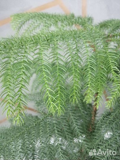 Араукария, взрослое растение