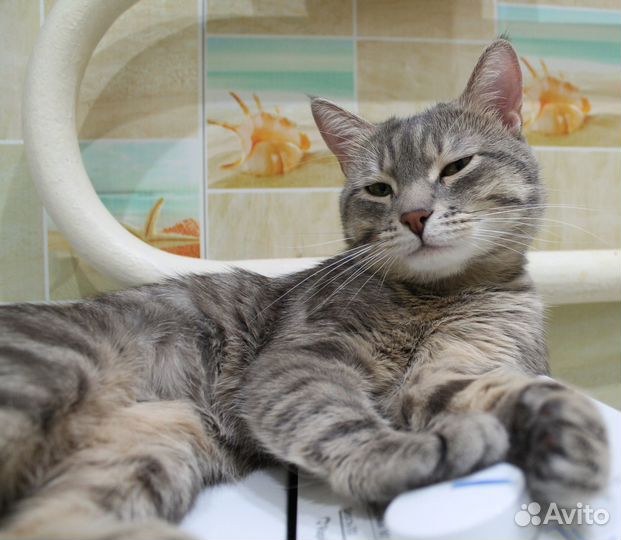 Кот на вязку