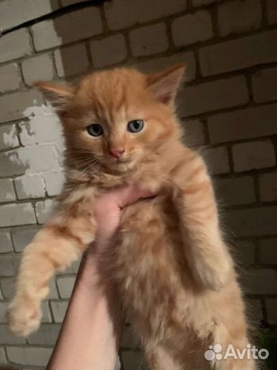 Котята