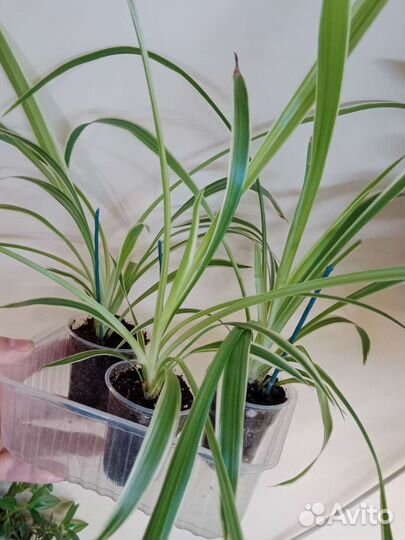 Комнатные цветы