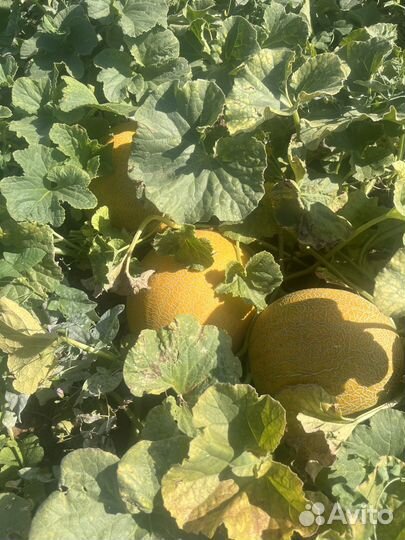 Дыня оптом Лада
