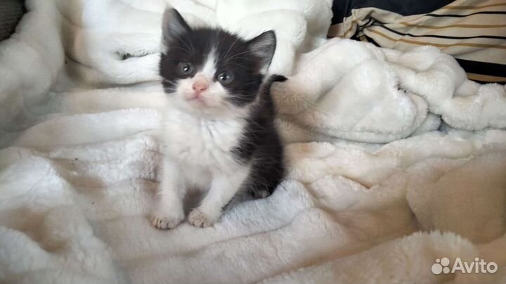 Котенок девочка в добрые руки