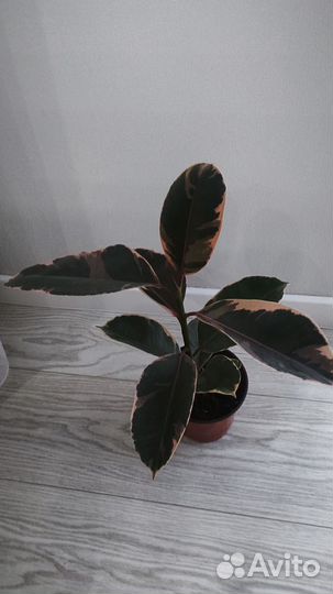 Фикус сорт Белиз