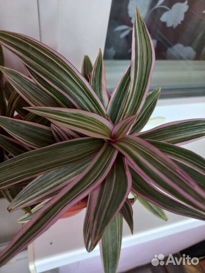 Рэо розовый