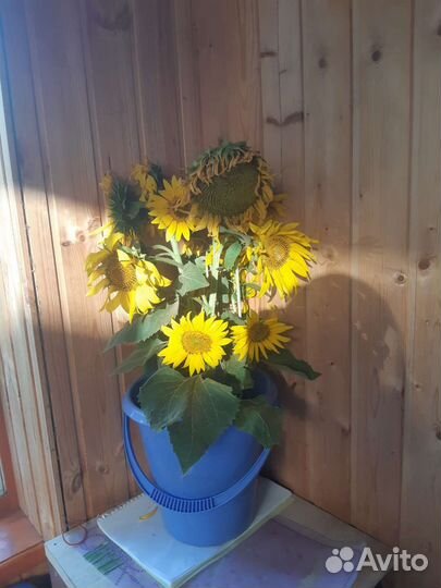Подсолнечник букет свежий
