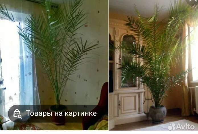 Финиковая пальма