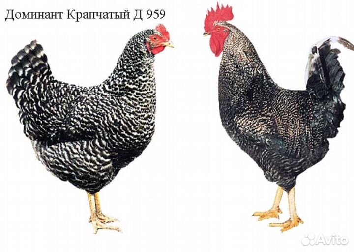 Куры молодки Несушки Доминант Крапчатый 959