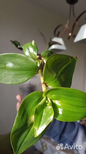 Традесканция