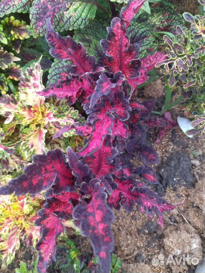 Колеусы вегетативные срез