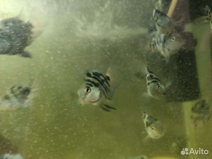 Гибрид попугай(экзот) с чернополосой цихлозомой ск