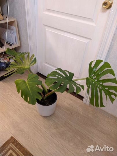 Монстера. Фикус