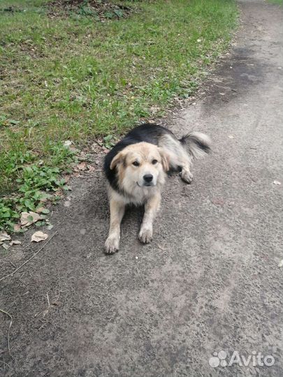 Собака в добрые руки отдам бесплатно