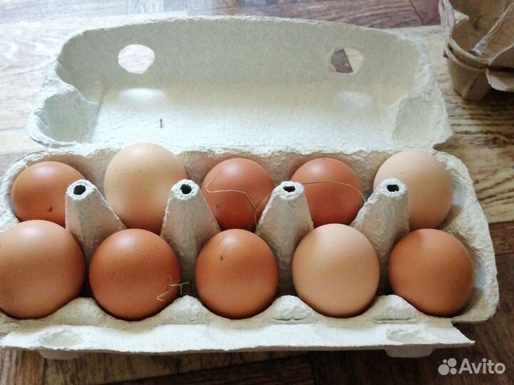 Домашние куриные яйца