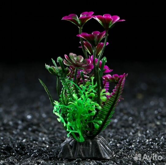 Набор аквариумных растений