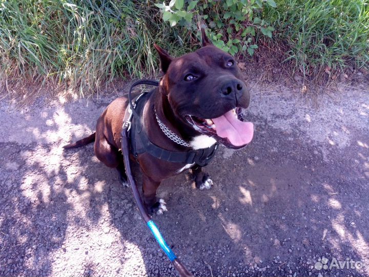 Питбуль вязка