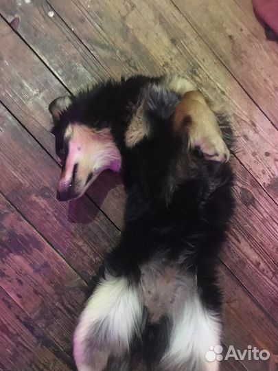 Собака в добрые руки