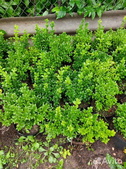 Саженцы самшита