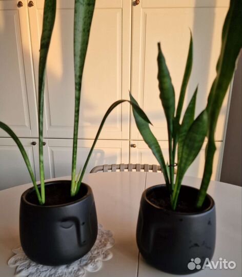 Сансевиерия в кашпо голова хоббит