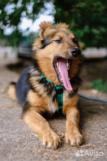 Красивый, ласковый, нежный щенок из приюта в дар