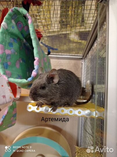 Дегу из питомника