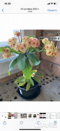 Комнатные растения