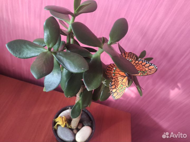 Красула толстянка (денежное дерево)