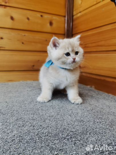 Малыш голубое золото