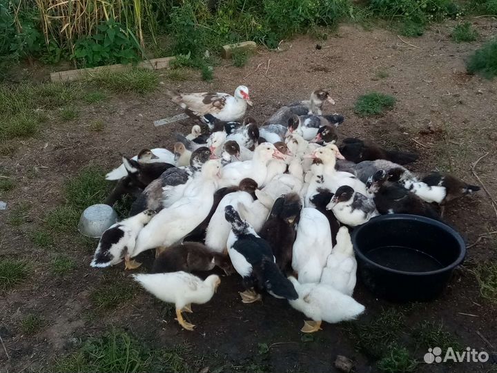 Мускусные утки