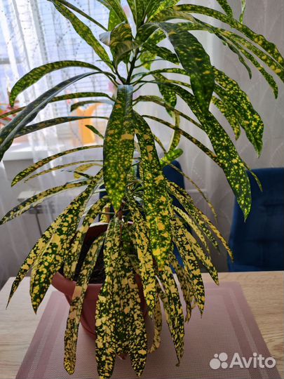 Продам цветок с горшком