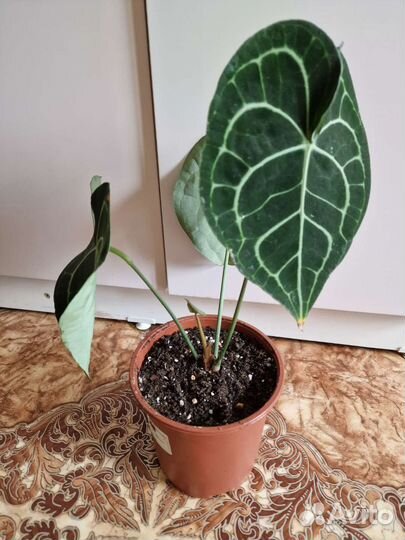 Антуриум кларинервиум