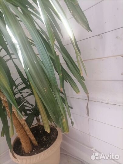 Комнатные растения : пальма, алоказия, фикус