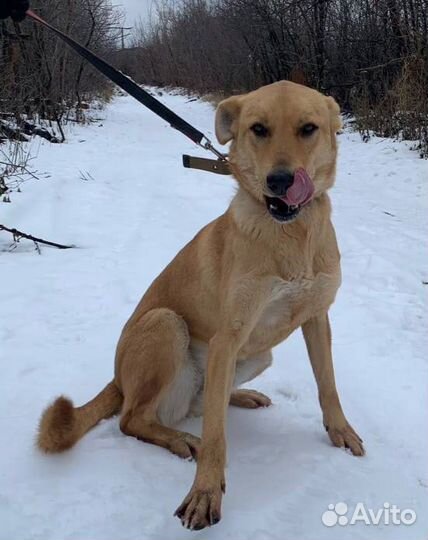 Витаминка. Обнимательная собака в добрые руки