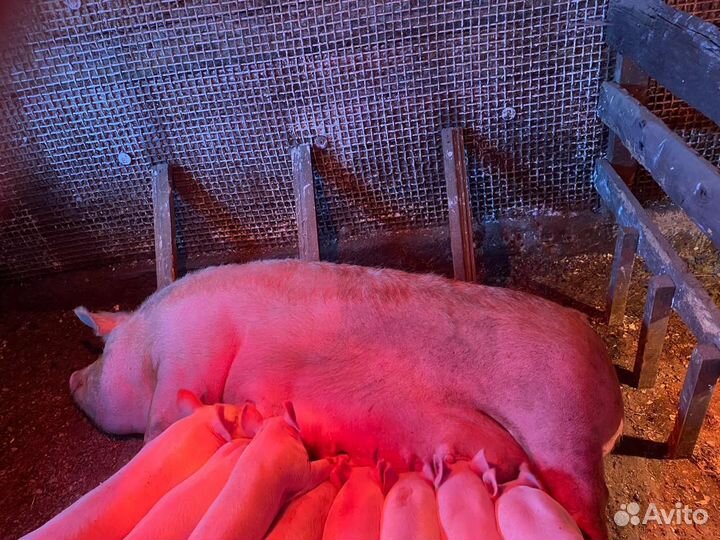 Свиноматка