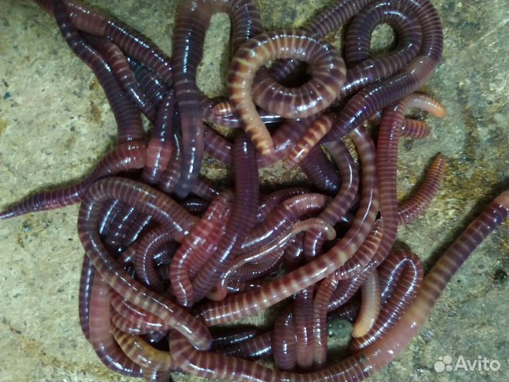 Черви для рыбалки