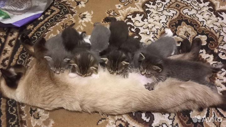 Котята в добрые руки девочки очень красивые