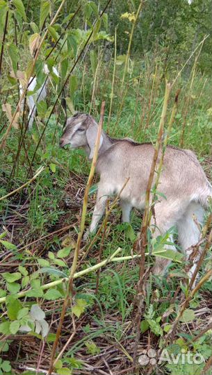 Козел англо нуб 91.козы дойные,нубийские козлята