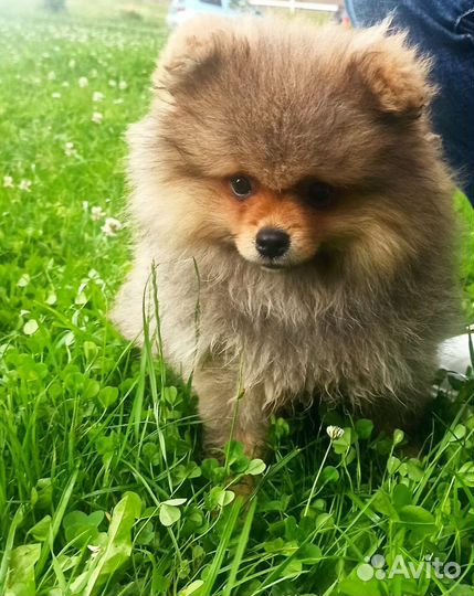 Померанский шпиц