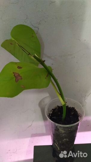 Сциндапсус эпипремнум