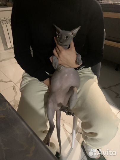 Канадский сфинкс