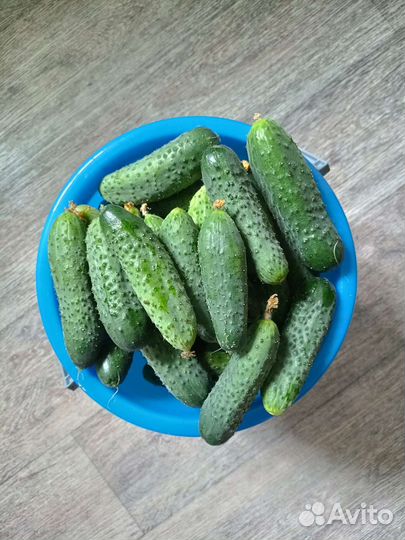 Огурцы