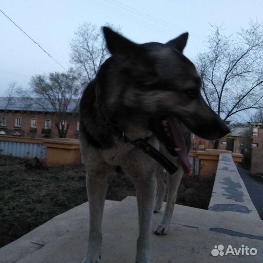 Акси это её имя