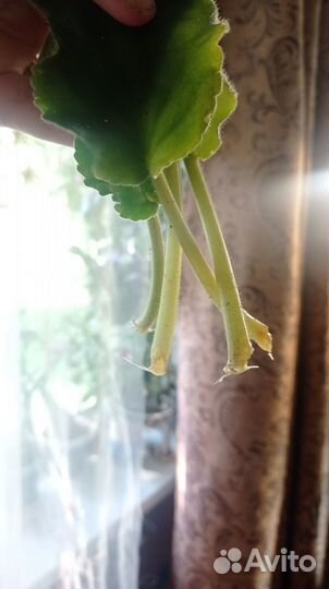 Фиалка фантазийная укорененные листья