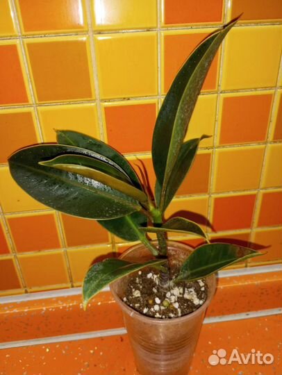 Комнатные растения 3