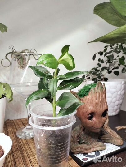 Адениум комнатный баобаб, Эсхинантус редкие цветы