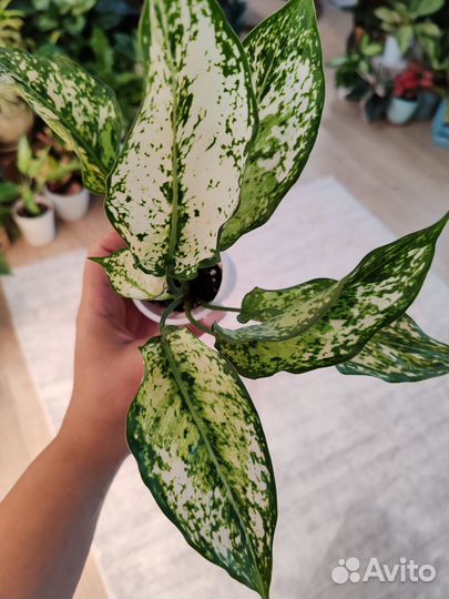 Аглаонема вайт киви