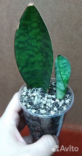 Каллизия; глоксиния; пеперомия; сансевиерия